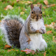 Illustration for article titled Possibly Deranged Queens Squirrel Apologizes for Biting Neighbor: This Is Not Who I Am